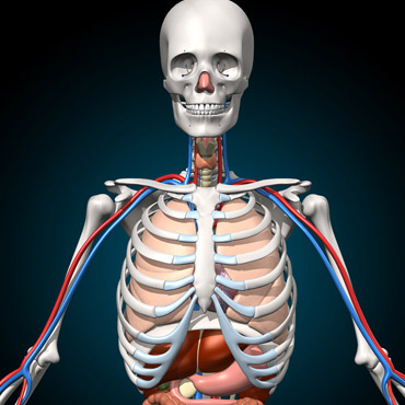 Virtual Reality in your school - Learn Anatomy