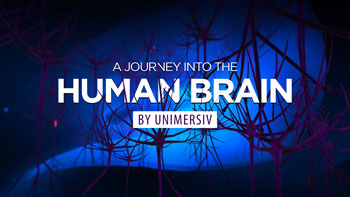 Virtual Reality Education - Human Brain