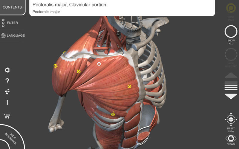 Анатомия приложение. Анатомия мышц человека атлас 3д. Анатомия мышц 3д muscular System приложения. Программа анатомия человека 3d. 3d атлас анатомии человека.