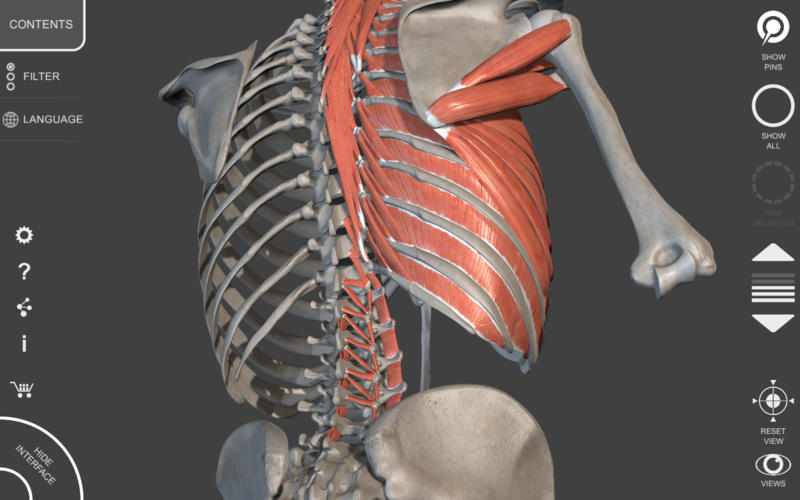 Muscular System - 3D Atlas Of Anatomy - Unimersiv