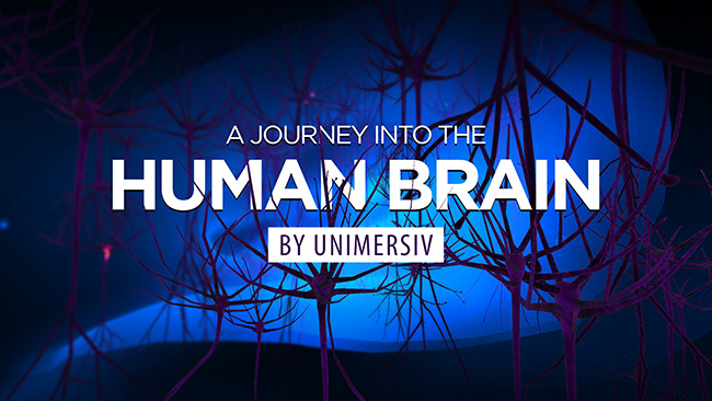 Human Brain - Virtual Reality